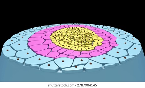 Germ layers are the three primary layers of cells—the ectoderm, mesoderm, and endoderm—that form during the early embryonic stage of gastrulation. These layers serve as the foundational building blocks of the body, ultimately differentiating to give rise to all tissues and organs in animals