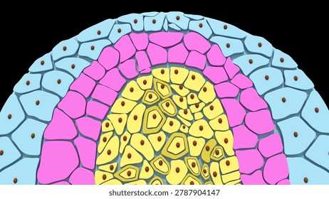 Germ layers are the three primary layers of cells—the ectoderm, mesoderm, and endoderm—that form during the early embryonic stage of gastrulation. These layers serve as the foundational building blocks of the body, ultimately differentiating to give rise to all tissues and organs in animals