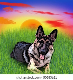 German Shepard