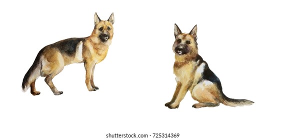 Shepherd Watercolor Hd Stock Images Shutterstock