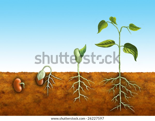 Germination Process Bean Plant Digital Illustration Stock Illustration ...