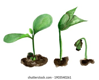 Germination of seeds and sprouts from the ground three elements watercolor. Template for decorating designs and illustrations. - Powered by Shutterstock