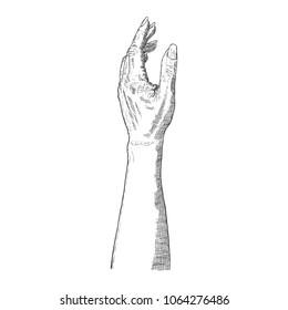 Gestures Human Hand Hand Drawn Female Stock Illustration Shutterstock