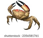 Giant crab monster. Сrab big red attacks aggressively by lifting its claws upward. King Crab running along the beach realism illustration isolate. 