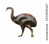 Giant moa bird (Dinornithiformes), realistic drawing, illustration for the encyclopedia of ancient extinct animals, isolated image on a white background