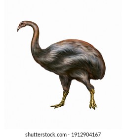 Giant Moa Bird (Dinornithiformes), Realistic Drawing, Illustration For The Encyclopedia Of Ancient Extinct Animals, Isolated Image On A White Background