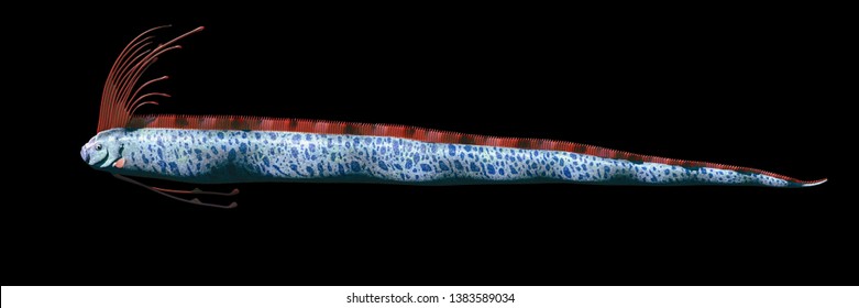 Giant Oarfish (Regalecus Glesne) Isolated On Black Background, 3d Rendering