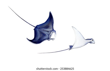 Giant Oceanic Manta Ray (Manta Birostris)