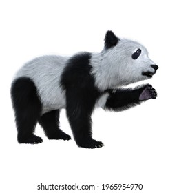 Giant Panda Cub, A Black And White Bear Native To China, Standing With One Paw Raised. 3D Illustration Isolated On A White Background.