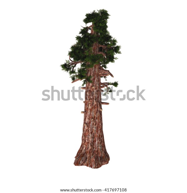 Giant Redwood Tree 3d Illast のイラスト素材