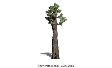 Giant Redwood Tree Isolated On White Background