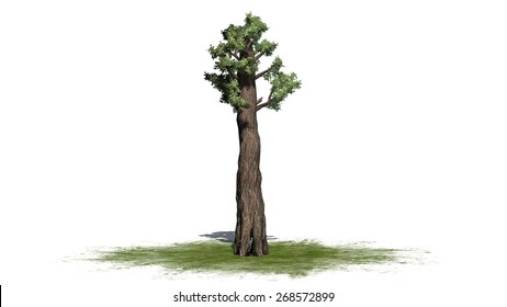 Giant Redwood Tree Isolated On White Background