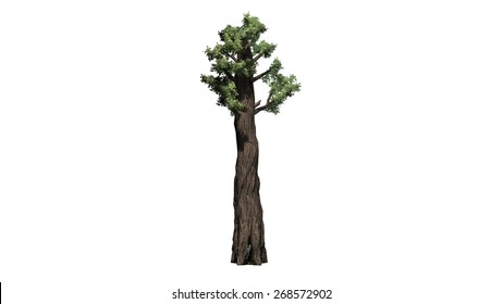 Giant Redwood Tree Isolated On White Background