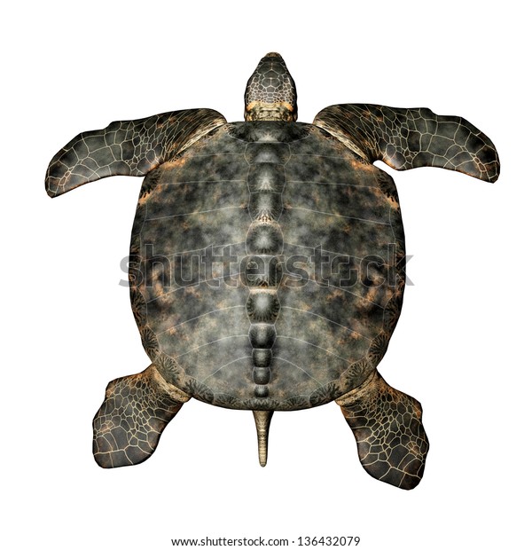 Giant Sea Turtle Archelon Computer Generated Stock Illustration