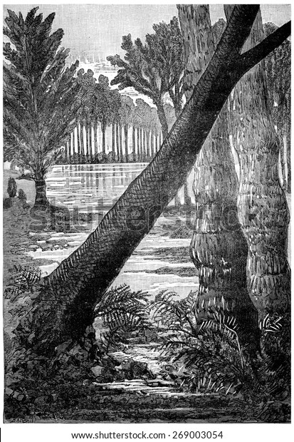 The giant trees of the Carboniferous period.\
Sigillaires, lepidodendrons ferns, vintage engraved illustration.\
Earth before man\
1886.