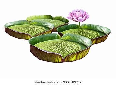 Giant Water Lily Victoria Amazonica, Realistic Drawing, Illustration For South America Plant Encyclopedia, Flora Of Amazon, Isolated Image On White Background