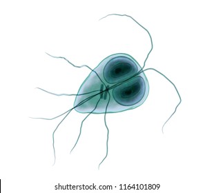 giardia peru giardia peru