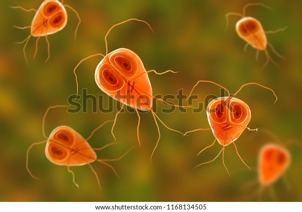 Giardia\
intestinalis protozoan, formely known as G. lamblia or Lamblia\
intestinalis, a flagellated parasite that reproduces in the small\
intestine and causes giardiasis, 3D\
illustration