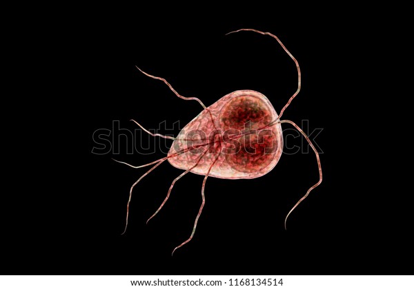 Protozoa giardia spp