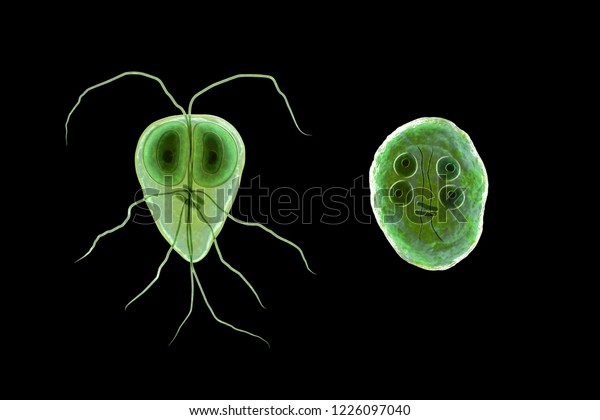 Giardia Intestinalis Trophozoite Cyst Formely Known Stock Illustration 1226097040 0055