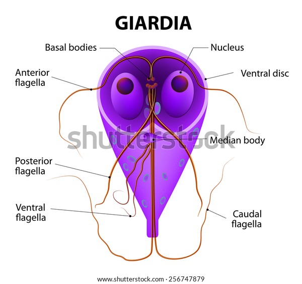 Protozoa giardia spp - Feher belfereg