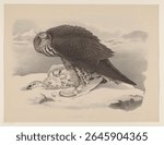 Giervalk met sneeuwhoen (in or before 1844 - 1853) by Willem Bastiaan van Wouw, Joseph Wolf and August Arnz and Co. Vintage bird illustration. Vintage painting of bird, animal art.