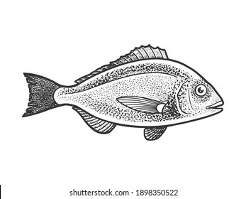 Gilt Head Bream Dorada Fish Sketch Engraving Raster Illustration. T-shirt Apparel Print Design. Scratch Board Imitation. Black And White Hand Drawn Image.