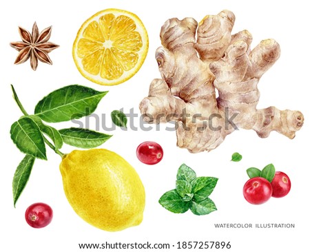 Ginger lemon anise star cranberry mint watercolor illustration isolated on white background