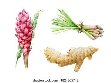 Ginger root, lemongrass and turmeric flower watercolor illustration. Hand drawn close up spicy asian herbs set. Ginger flower and lemongrass bunch traditional aromatic flavor objects.
