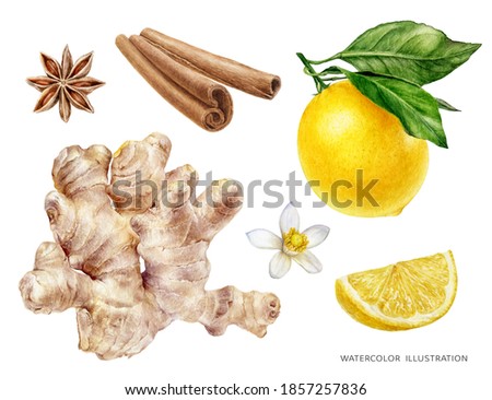 Ginger watercolor illustration isolated on white background