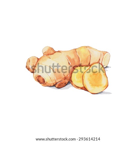Ginger, Watercolor painting isolated on white background.