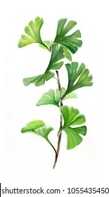 Gingko Biloba Branch