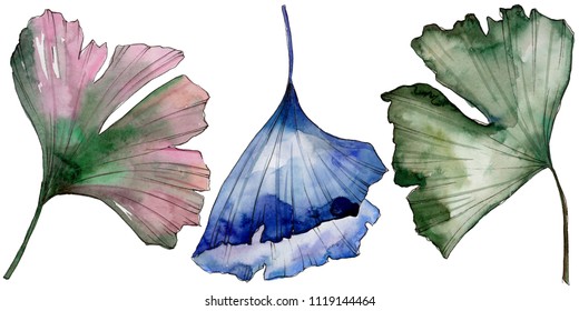 Ginkgo leaves in a watercolor style isolated. Aquarelle leaf for background, texture, wrapper pattern, frame or border.