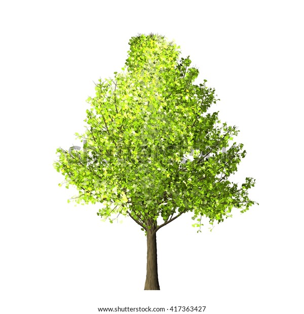 Ginkgo Tree Isolated On White Background Stock Illustration 417363427