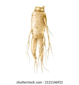 Ginseng Root Watercolor Illustration. Fresh Realistic Organic Natural Herb. Traditional Medicine Energy Supplement. Ginseng Root Hand Drawn Element. Isolated On White Background