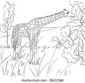 Giraffe Eating Leaves Tree African Savanna Stock Illustration 1463094680