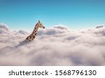 Giraffe above clouds . This is a 3d illustration