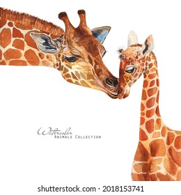 Giraffe And Baby Portrait. Giraffes Family Watercolor Illustration