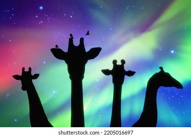 Giraffe Family At Night. Funny Animal Head Silhouette. Aurora Borealis
