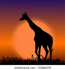 Giraffe on sunset background. Black silhouette. Illustration. Raster version