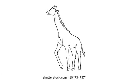 Giraffe Outline On White Background