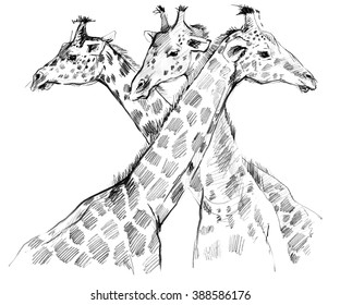 Giraffe-Bleistiftskizze.