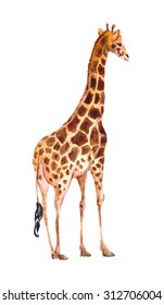 Giraffe. Watercolor