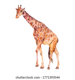 Giraffe Watercolor Illustration Isolated On White Background. Jungle Animals.