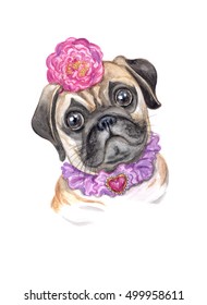 Girl Pug. Beautifully dressed pug. Watercolor drawing of a dog. Print for poster, card, birthday, home decor design.