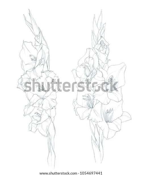 Gladiolus Garden Flower Hand Pencil Drawings のイラスト素材