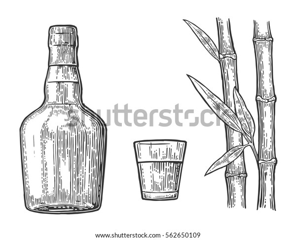 サトウキビとラム酒と瓶 ラベル ポスター ウェブ パーティーへの招待用のビンテージ彫刻イラスト 白い背景に分離型 のイラスト素材 562650109
