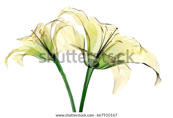 白い背景にガラスの花 ユリの花 3dイラスト のイラスト素材