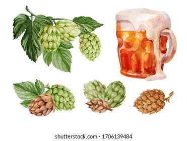 A Glass (mug, Pint) Of Beer With Hop And Wheat. Alcohol Drinks, Glass Of Beer. Watercolor Illustration On White Background.