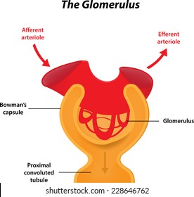 The Glomerulus Labeled Diagram